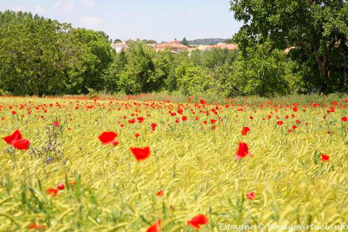 Cuenca, champ et coquelicots - Espagne