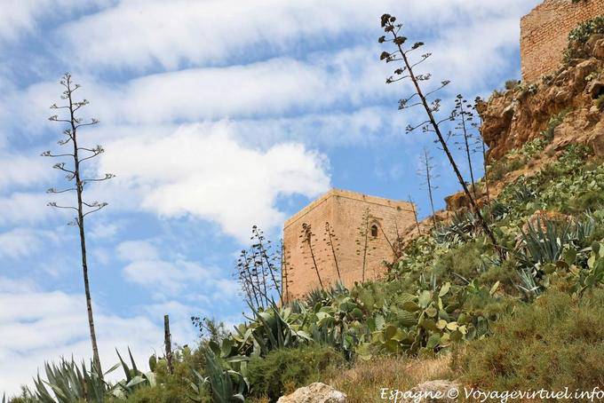 Lorca, aloès dans le Castillo - Espagne