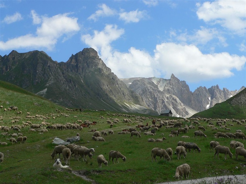 Pastorale au coeur des Alpes avec Matou et ses moutons. Chaumet
