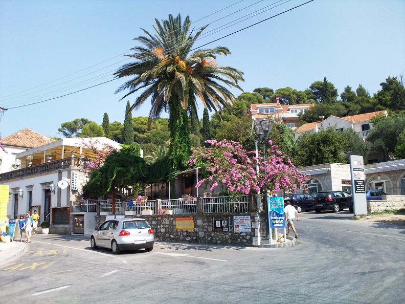 Palmier de Cavtat Schacke Frederic