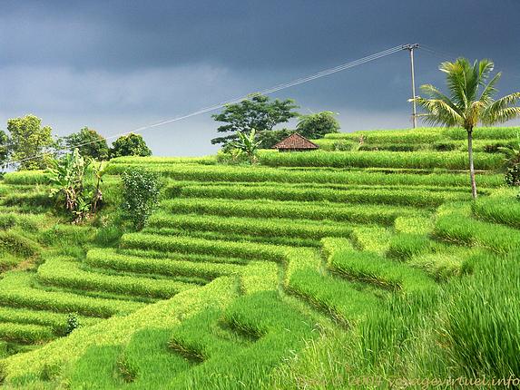 Rizières à Bali
Toutes les photos de Bali à envoyer en carte postale : 
[url=http://www.voyagevirtuel.info/bali.php]Bali Indonésie[/url]
Mots-clés: Bali Indonésie rizières photo carte postale