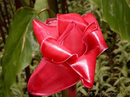 Rose de Porcelaine - Martinique
Retrouvez  150 photos de  Martinique sur voyagevirtuel.
Mots-clés: martinique rose porcelaine