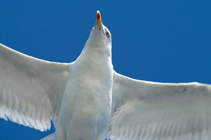 Goéland en vol, Bretagne
Photo prise depuis un bateau en Bretagne d'un goéland en plein vol -Photo de Alain Diveu
Mots-clés: Bretagne