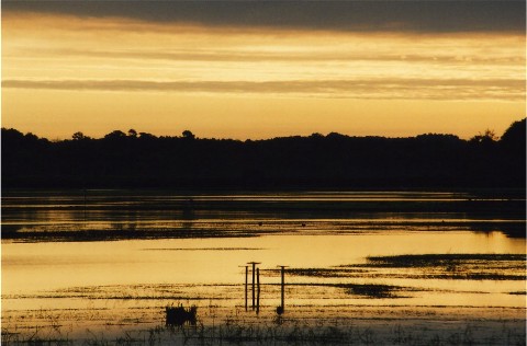 Jaune d'Orx, marais des Landes
Lever du soleil sur le marais d'Orx, Landes 
Mots-clés: Orx Landes