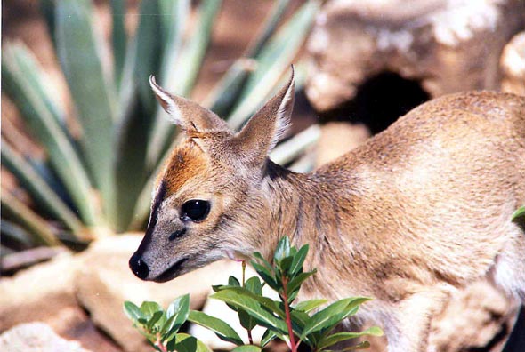 Jeune antilope dans notre jardin
C'était au Malawi en brousse
Mots-clés: antilope Malawi