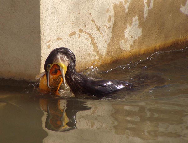 cormoran
Un cormoran dans un bassin d'eau douce du parc public des Sablettes à L a Seyne sur Mer, avalant une énorme carpe koï après l'avoir tuée.
Mots-clés: Sablettes La-Seyne-sur-Mer cormoran carpe-koï