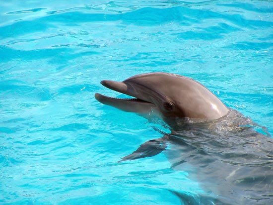 Le rire du Dauphin
Mots-clés: dauphin