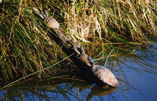 Réserve naturelle du marais d'Orx, Labenne (40)
La tortue de Floride est une espèce invasive en France et sa prolifération dans nos zones humides menace aujourd'hui les tortues autochtones comme la Cistude.

