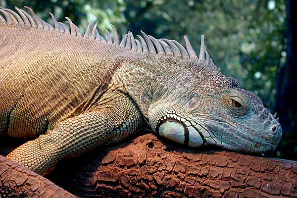 Sieste
Mots-clés: caméléon faune animal animaux