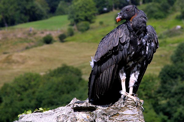 Quando el condor pasa
Mots-clés: condor condors rapace rapaces faune animal animaux oiseaux oiseau