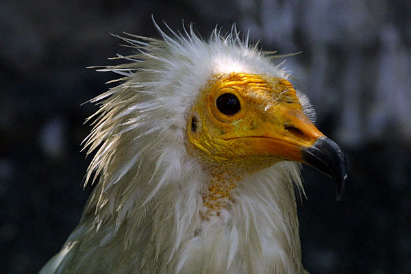 Le fils du pharaon
Percnoptère d'Egypte
Mots-clés: percnoptère Egypte egypte rapace rapaces faune animal animaux oiseau oiseaux