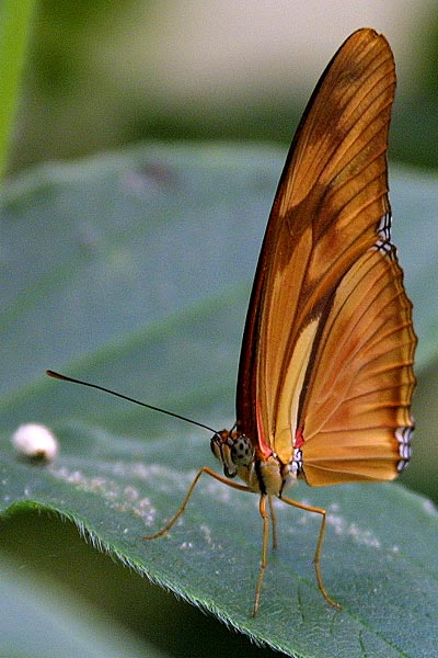 Touche pas à mon bébé
Mots-clés: papillon papillons lépidoptères lépidoptère insectes insecte faune