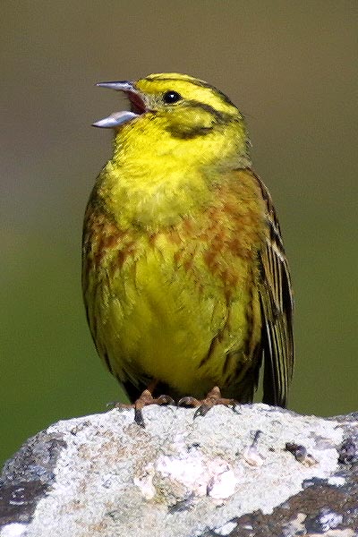 Chanteur
Bruant jaune
