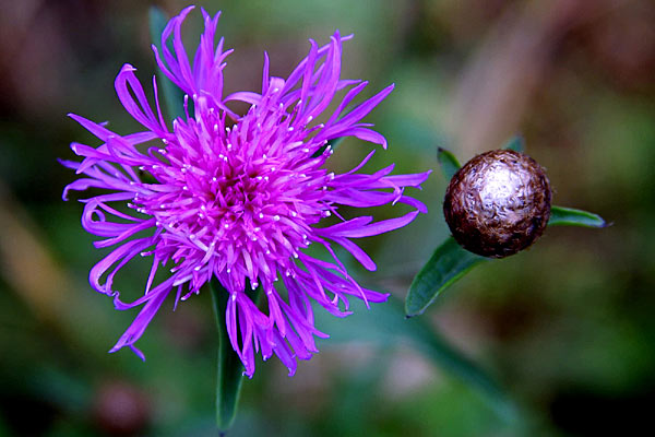 Dépêche-toi de t'ouvrir qu'on cause !
Mots-clés: fleur fleurs flore