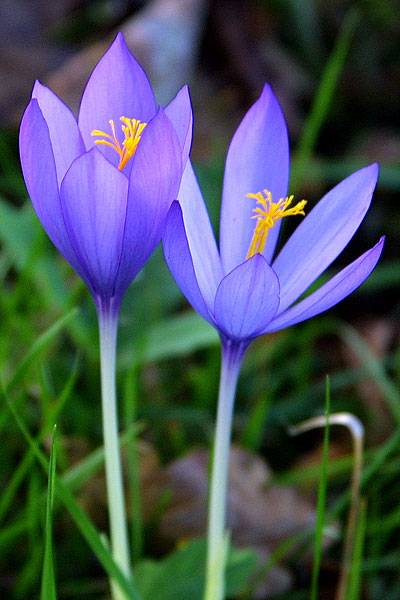 Jumelles
Crocus
Mots-clés: crocus fleur fleurs flore