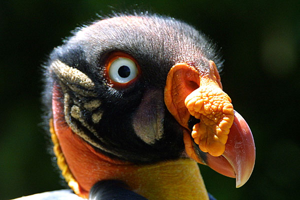Verrue
Vautour pape
Mots-clés: vautour pape rapace rapaces oiseau oiseaux faune