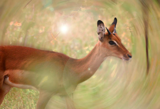 Senegal : Antilope
Mots-clés: Senegal