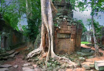 Temple de Ta Prohm et racines de fromager
Les racines des fromagers sont plus fortes que tout. Elles se faufilent partout, font s'effondrer les voûtes et donnent des paysages d'un autre monde.
Mots-clés: Temple Ta-Prohm