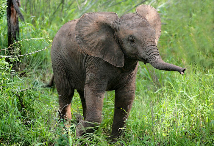 Un bien jeune éléphant à Kapama (Afrique du Sud)
Mots-clés: Kapama Afrique-du-Sud