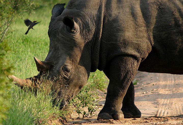 Rhinoceros à Kapama (Afrique du Sud)
Mots-clés: Afrique-du-Sud