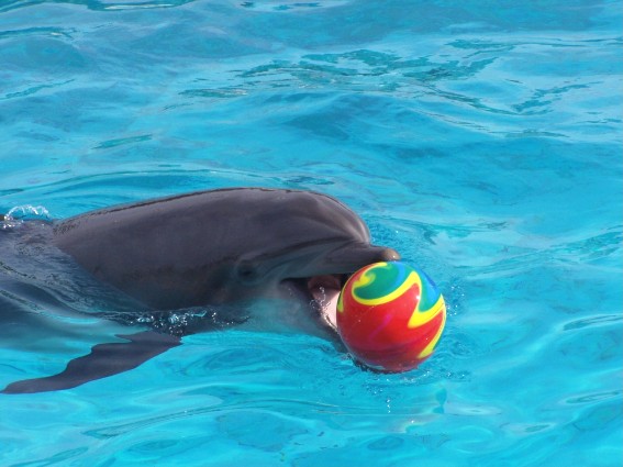 Dauphin jouant au ballon
Mots-clés: dauphins dauphin