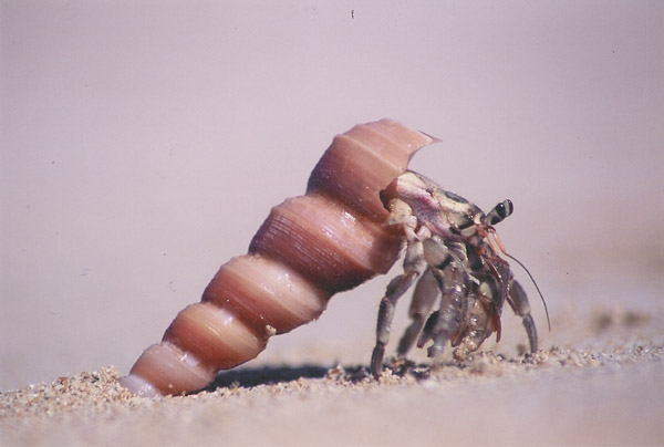 L'enfer du bernard l'hermite, Birmanie
L'enfer du bernard l'hermite, Birmanie
Mots-clés: nature bernard hermite mer coquille birmanie