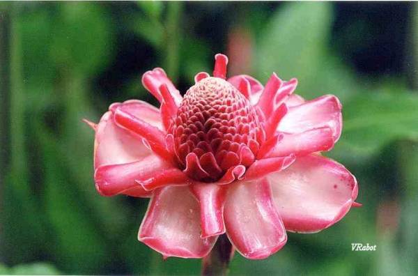 Rose de porcelaine
La rose de porcelaine est une fleur commune des îles de la Caraïbe, famille des Zingibéracées, nom : Etlingera eliator (=Nicolaia eliator)
