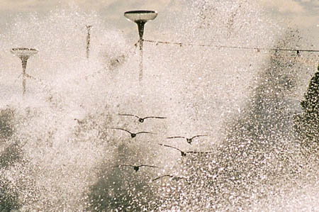 Mouettes dans la toumente.
