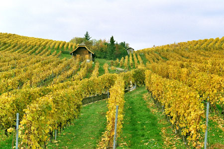 Vignoble Vaudois - Suisse
Mots-clés: Suisse