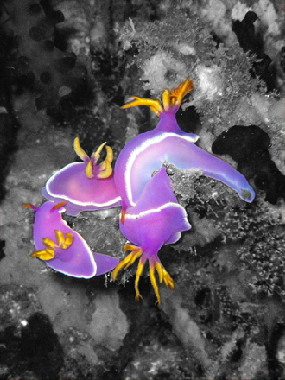 Quatre Nudibranches (limaces sous-marine)
