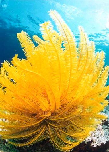 Ophiure / Maldives
