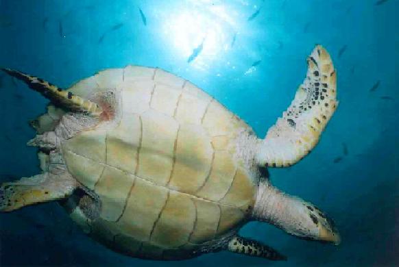Tortue vole / Maldives
