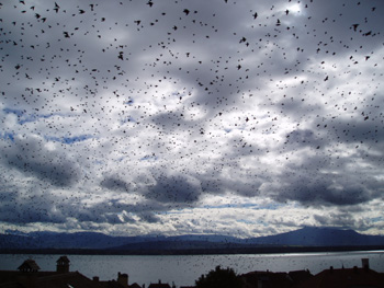 Le retour des "Oiseaux" ?
