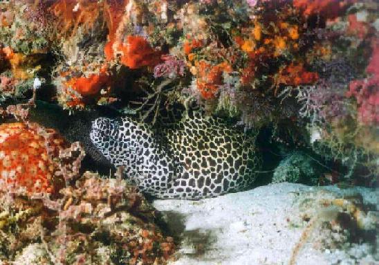 Murène léopard / Maldives
