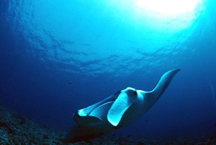 Vol Air Manta n°777
Mots-clés: raie-manta