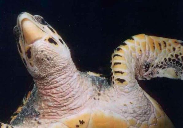 Tête de tortue marine - Maldives
