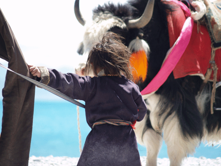 Concours de buffles, couleurs du Tibet
Mots-clés: Tibet