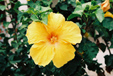 Hibiscus jaune
Hibiscus jaune
