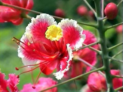 Fleur de flamboyant nain
Fleur de flamboyant nain
