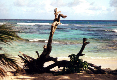 Plage des Raisins Clairs
Arbre sur la plage
