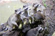 Racoons en Guadeloupe
Racoons au jardin botanique de deshaies en Guadeloupe
