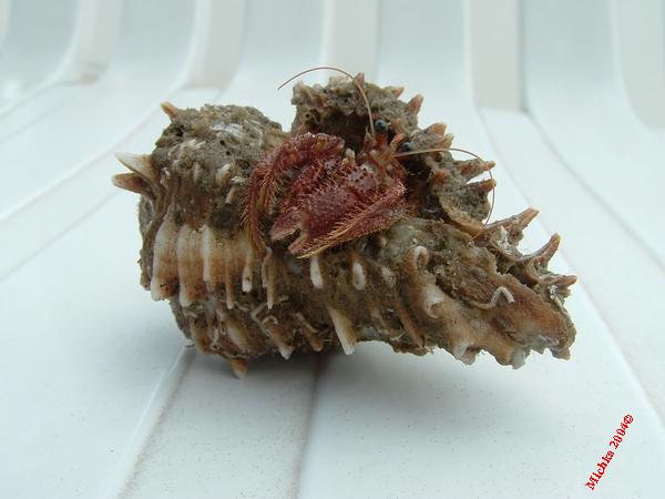 Equateur
un bernard l'hermite
