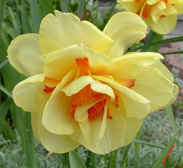 narcisse
photo prisedans mon jardin ce matin
