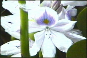 Fleurs dans le jardin Coluche, Deshaies Guadeloupe
Mots-clés: Guadeloupe