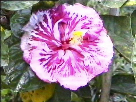 Hibiscus,enfin peut-être, Guadeloupe
Mots-clés: Guadeloupe