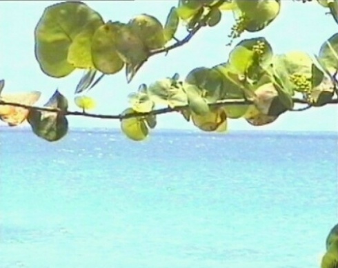 Raisinier sur fond de mer turquoise (Guadeloupe)
Mots-clés: Guadeloupe