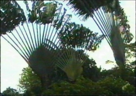 Arbres du voyageur (Guadeloupe)
Mots-clés: Guadeloupe