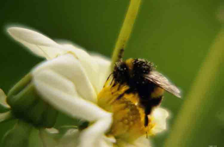 c bon le polen!!!!!!!!!!!
Mots-clés: animaux fleur macro insecte bourdon