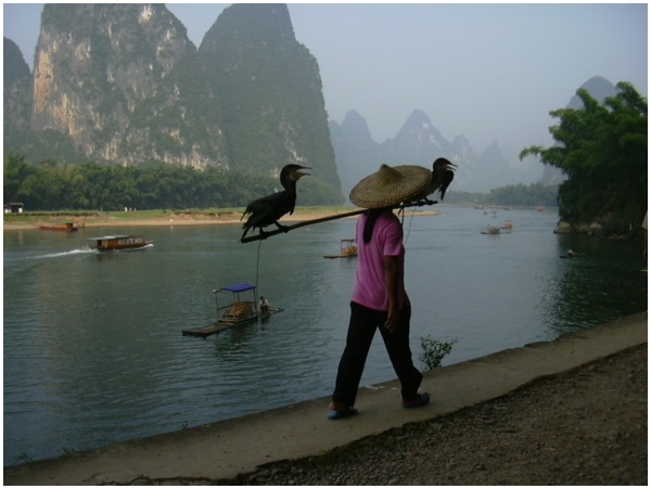 Pêche au cormoran
En Chine du Sud dans la province du Guangxi, sur les bords de la rivière Lijiang, technique ancestrale de pêche
Mots-clés: Yangshuo Guangxi Chine