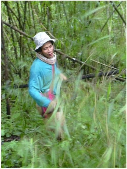 Guide dans le Triangle d'Or
Guide taillant un bambou afin de préparer un bâton de randonnée dans la jungle luxuriante et tropicale du nord de la Thaïlande, à 70 km du Myanmar
Mots-clés: Thaïlande Paï Jungle